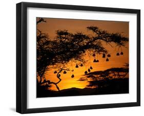 Nests of Spectacled Weaver Hanging from Acacia Trees, Buffalo Springs National Reserve, Kenya-Mitch Reardon-Framed Premium Photographic Print