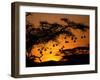 Nests of Spectacled Weaver Hanging from Acacia Trees, Buffalo Springs National Reserve, Kenya-Mitch Reardon-Framed Photographic Print