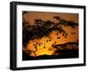 Nests of Spectacled Weaver Hanging from Acacia Trees, Buffalo Springs National Reserve, Kenya-Mitch Reardon-Framed Photographic Print