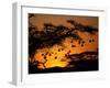 Nests of Spectacled Weaver Hanging from Acacia Trees, Buffalo Springs National Reserve, Kenya-Mitch Reardon-Framed Photographic Print