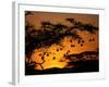 Nests of Spectacled Weaver Hanging from Acacia Trees, Buffalo Springs National Reserve, Kenya-Mitch Reardon-Framed Photographic Print