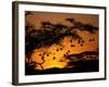 Nests of Spectacled Weaver Hanging from Acacia Trees, Buffalo Springs National Reserve, Kenya-Mitch Reardon-Framed Photographic Print