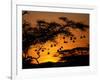 Nests of Spectacled Weaver Hanging from Acacia Trees, Buffalo Springs National Reserve, Kenya-Mitch Reardon-Framed Photographic Print