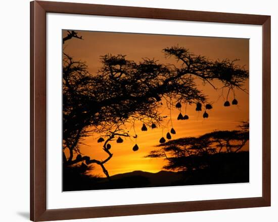 Nests of Spectacled Weaver Hanging from Acacia Trees, Buffalo Springs National Reserve, Kenya-Mitch Reardon-Framed Photographic Print