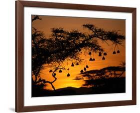 Nests of Spectacled Weaver Hanging from Acacia Trees, Buffalo Springs National Reserve, Kenya-Mitch Reardon-Framed Photographic Print