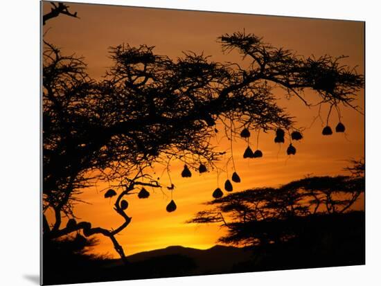 Nests of Spectacled Weaver Hanging from Acacia Trees, Buffalo Springs National Reserve, Kenya-Mitch Reardon-Mounted Photographic Print