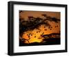 Nests of Spectacled Weaver Hanging from Acacia Trees, Buffalo Springs National Reserve, Kenya-Mitch Reardon-Framed Photographic Print