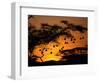 Nests of Spectacled Weaver Hanging from Acacia Trees, Buffalo Springs National Reserve, Kenya-Mitch Reardon-Framed Photographic Print