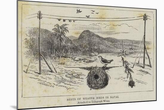 Nests of Weaver Birds in Natal-null-Mounted Giclee Print