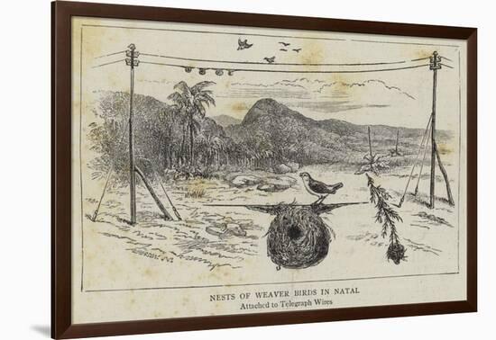 Nests of Weaver Birds in Natal-null-Framed Giclee Print