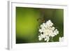 Net-Winged Midge (Apistomyia Elegans) Feeding on Umbel Flowers by an Unpolluted Mountain Stream-Nick Upton-Framed Photographic Print