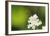 Net-Winged Midge (Apistomyia Elegans) Feeding on Umbel Flowers by an Unpolluted Mountain Stream-Nick Upton-Framed Photographic Print