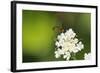 Net-Winged Midge (Apistomyia Elegans) Feeding on Umbel Flowers by an Unpolluted Mountain Stream-Nick Upton-Framed Photographic Print