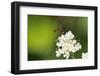 Net-Winged Midge (Apistomyia Elegans) Feeding on Umbel Flowers by an Unpolluted Mountain Stream-Nick Upton-Framed Photographic Print