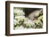 Net-Winged Midge (Apistomyia Elegans) Feeding on Umbel Flowers by an Unpolluted Mountain Stream-Nick Upton-Framed Photographic Print