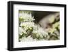 Net-Winged Midge (Apistomyia Elegans) Feeding on Umbel Flowers by an Unpolluted Mountain Stream-Nick Upton-Framed Photographic Print