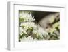 Net-Winged Midge (Apistomyia Elegans) Feeding on Umbel Flowers by an Unpolluted Mountain Stream-Nick Upton-Framed Photographic Print