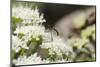 Net-Winged Midge (Apistomyia Elegans) Feeding on Umbel Flowers by an Unpolluted Mountain Stream-Nick Upton-Mounted Photographic Print