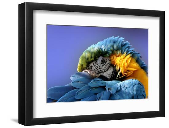 Premium Photographic Print, , large