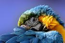 Laminate