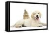 Netherland Cross Rabbit, Looking over the Back of Golden Retriever Dog Puppy, Oscar, 3 Months-Mark Taylor-Framed Stretched Canvas