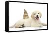 Netherland Cross Rabbit, Looking over the Back of Golden Retriever Dog Puppy, Oscar, 3 Months-Mark Taylor-Framed Stretched Canvas