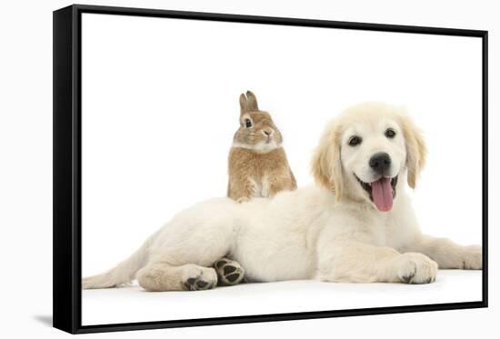 Netherland Cross Rabbit, Looking over the Back of Golden Retriever Dog Puppy, Oscar, 3 Months-Mark Taylor-Framed Stretched Canvas