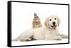 Netherland Cross Rabbit, Looking over the Back of Golden Retriever Dog Puppy, Oscar, 3 Months-Mark Taylor-Framed Stretched Canvas