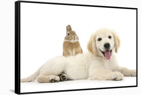 Netherland Cross Rabbit, Looking over the Back of Golden Retriever Dog Puppy, Oscar, 3 Months-Mark Taylor-Framed Stretched Canvas