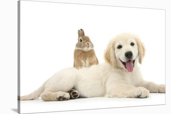Netherland Cross Rabbit, Looking over the Back of Golden Retriever Dog Puppy, Oscar, 3 Months-Mark Taylor-Stretched Canvas