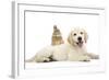 Netherland Cross Rabbit, Looking over the Back of Golden Retriever Dog Puppy, Oscar, 3 Months-Mark Taylor-Framed Photographic Print