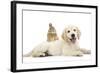 Netherland Cross Rabbit, Looking over the Back of Golden Retriever Dog Puppy, Oscar, 3 Months-Mark Taylor-Framed Photographic Print