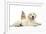 Netherland Cross Rabbit, Looking over the Back of Golden Retriever Dog Puppy, Oscar, 3 Months-Mark Taylor-Framed Photographic Print