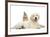 Netherland Cross Rabbit, Looking over the Back of Golden Retriever Dog Puppy, Oscar, 3 Months-Mark Taylor-Framed Photographic Print