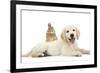 Netherland Cross Rabbit, Looking over the Back of Golden Retriever Dog Puppy, Oscar, 3 Months-Mark Taylor-Framed Photographic Print