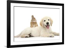 Netherland Cross Rabbit, Looking over the Back of Golden Retriever Dog Puppy, Oscar, 3 Months-Mark Taylor-Framed Photographic Print