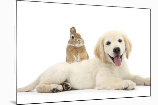 Netherland Cross Rabbit, Looking over the Back of Golden Retriever Dog Puppy, Oscar, 3 Months-Mark Taylor-Mounted Photographic Print