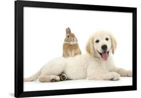 Netherland Cross Rabbit, Looking over the Back of Golden Retriever Dog Puppy, Oscar, 3 Months-Mark Taylor-Framed Photographic Print