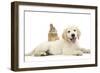 Netherland Cross Rabbit, Looking over the Back of Golden Retriever Dog Puppy, Oscar, 3 Months-Mark Taylor-Framed Photographic Print