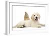 Netherland Cross Rabbit, Looking over the Back of Golden Retriever Dog Puppy, Oscar, 3 Months-Mark Taylor-Framed Photographic Print