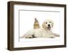 Netherland Cross Rabbit, Looking over the Back of Golden Retriever Dog Puppy, Oscar, 3 Months-Mark Taylor-Framed Photographic Print