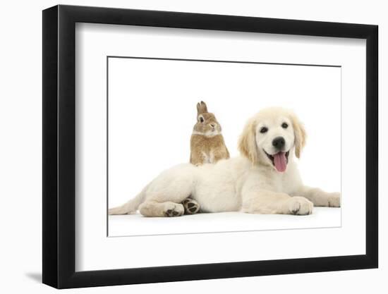 Netherland Cross Rabbit, Looking over the Back of Golden Retriever Dog Puppy, Oscar, 3 Months-Mark Taylor-Framed Photographic Print