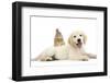 Netherland Cross Rabbit, Looking over the Back of Golden Retriever Dog Puppy, Oscar, 3 Months-Mark Taylor-Framed Photographic Print