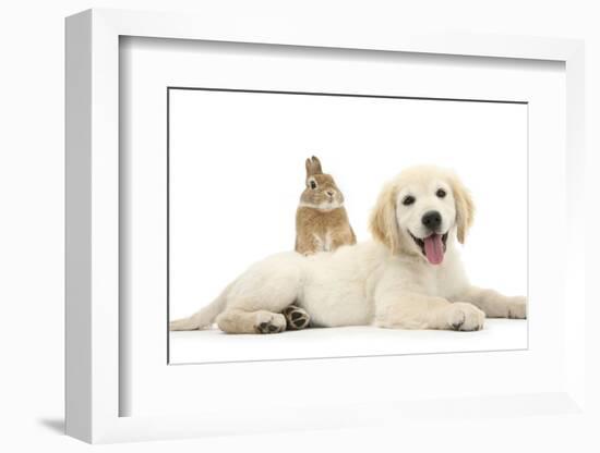 Netherland Cross Rabbit, Looking over the Back of Golden Retriever Dog Puppy, Oscar, 3 Months-Mark Taylor-Framed Photographic Print