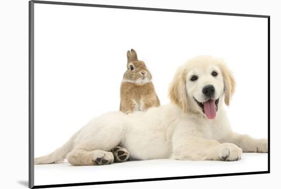 Netherland Cross Rabbit, Looking over the Back of Golden Retriever Dog Puppy, Oscar, 3 Months-Mark Taylor-Mounted Photographic Print