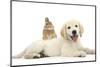 Netherland Cross Rabbit, Looking over the Back of Golden Retriever Dog Puppy, Oscar, 3 Months-Mark Taylor-Mounted Photographic Print