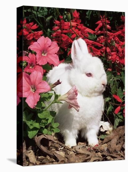 Netherland Dwarf Domestic Rabbit, USA-Lynn M. Stone-Stretched Canvas