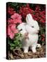 Netherland Dwarf Domestic Rabbit, USA-Lynn M. Stone-Stretched Canvas