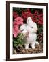 Netherland Dwarf Domestic Rabbit, USA-Lynn M. Stone-Framed Photographic Print