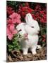Netherland Dwarf Domestic Rabbit, USA-Lynn M. Stone-Mounted Photographic Print
